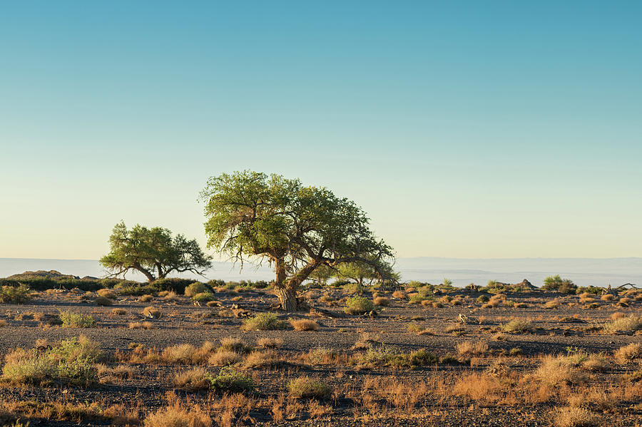 Lush Green Tree Growing Along Dirt Road At Sunset Photograph by Oleg ...