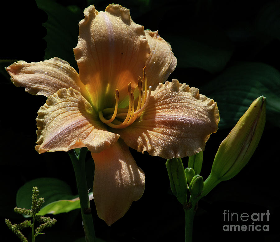 Lily Photograph - Delight by Doug Norkum