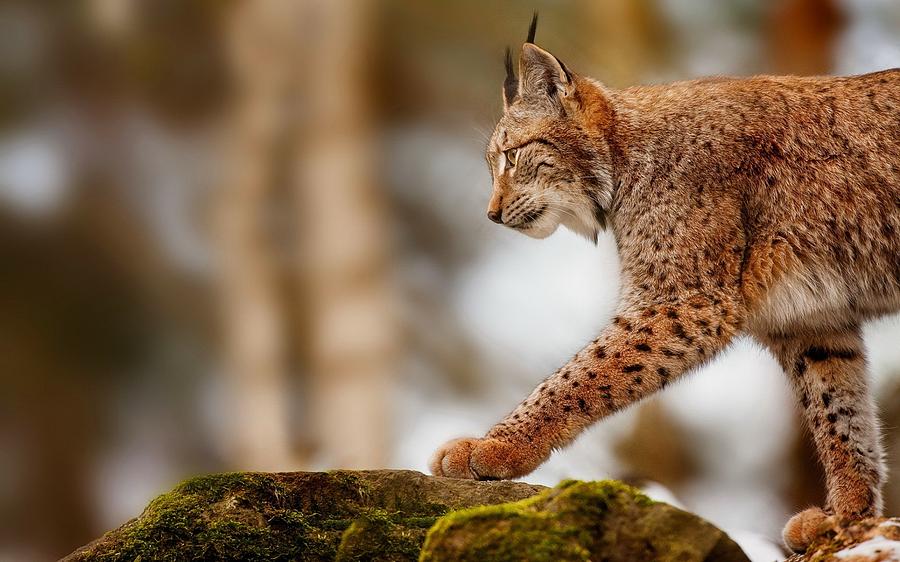 Wildlife Digital Art - Lynx #3 by Super Lovely