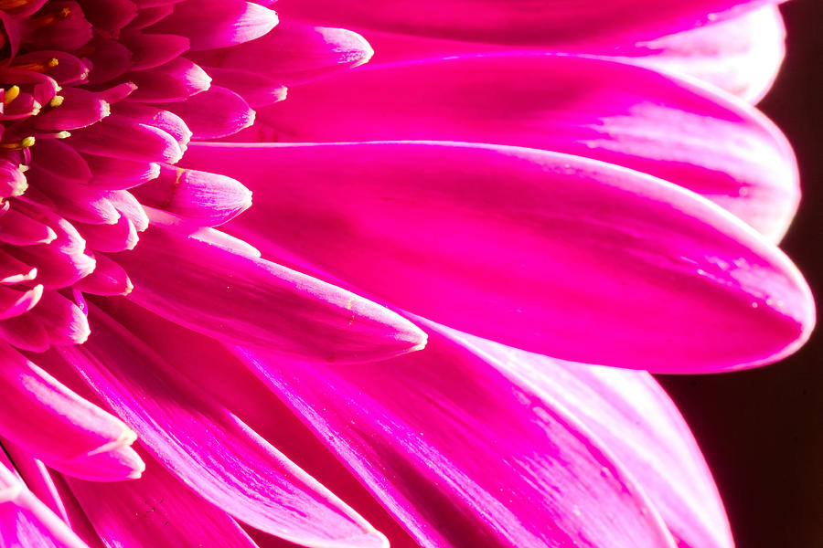 Macro Close-up of a Pink Chrysanthemum Flower  #5 Photograph by John Williams