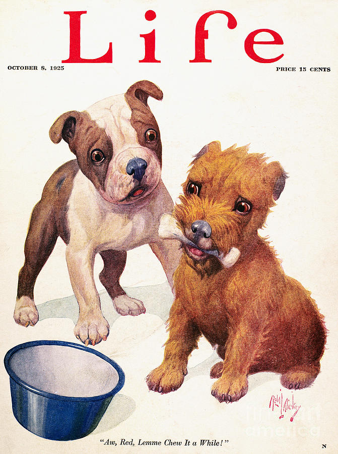 Life Magazine Cover, 1925 #5 Drawing by Granger