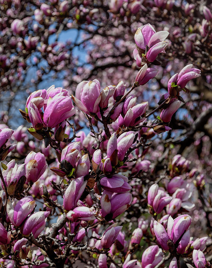 Magnolia and Raindrops #3 Photograph by Robert Ullmann