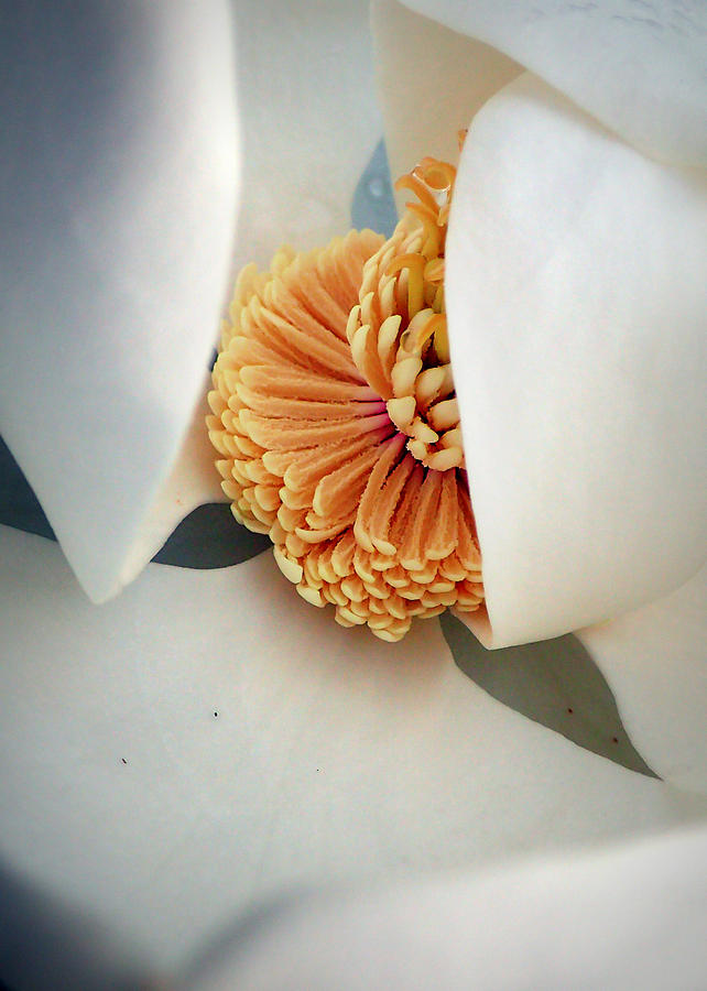 Magnolia Blossom Photograph by Farol Tomson