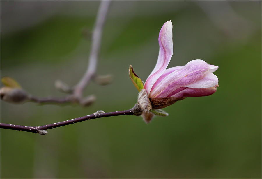 Magnolia Blossom #3 Photograph by Robert Ullmann
