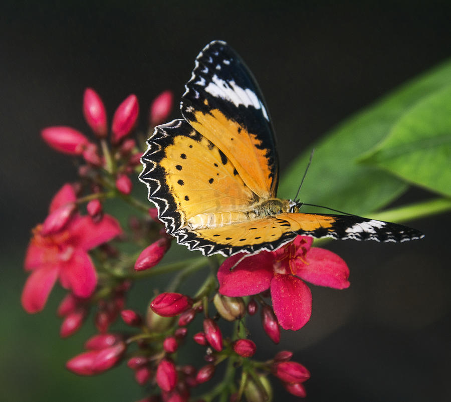 Butterfly Photograph - Malay Lacewing Butterfly  #3 by Saija Lehtonen