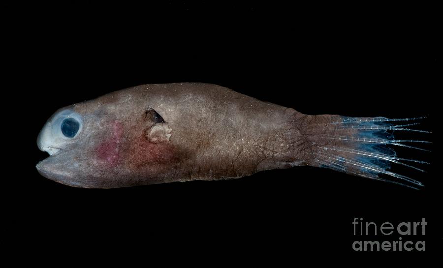 Male Anglerfish #3 Photograph by Dant Fenolio