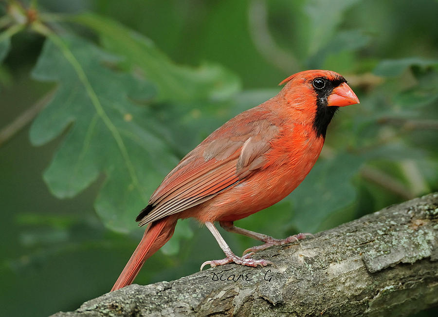 Cardinal Photograph - Male Cardinal #3 by Diane Giurco