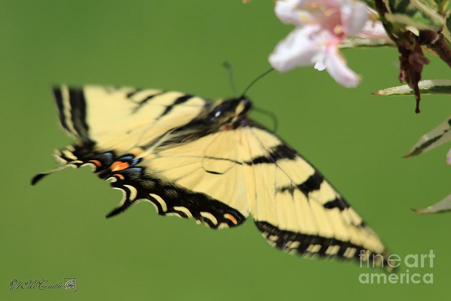 Male Eastern Tiger Swallowtail Butterfly in Flight #5 Photograph by J McCombie