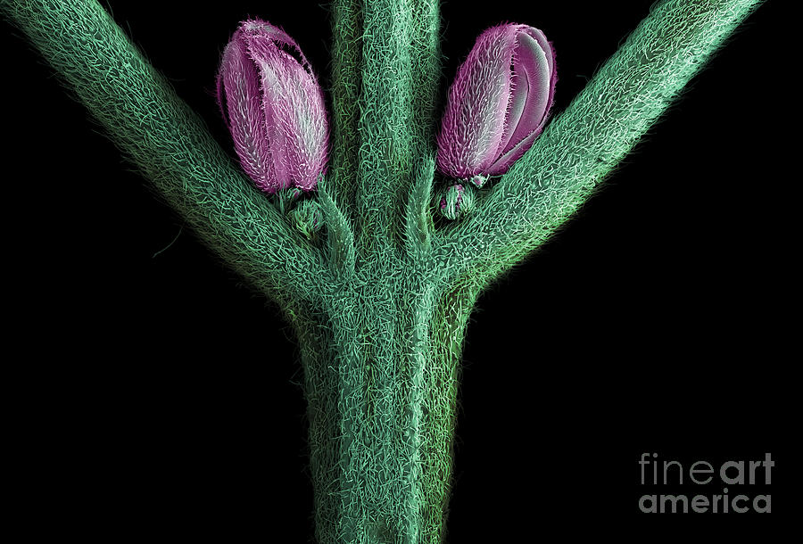 Male Flower of Cannabis Plant, SEM #3 Photograph by Ted Kinsman