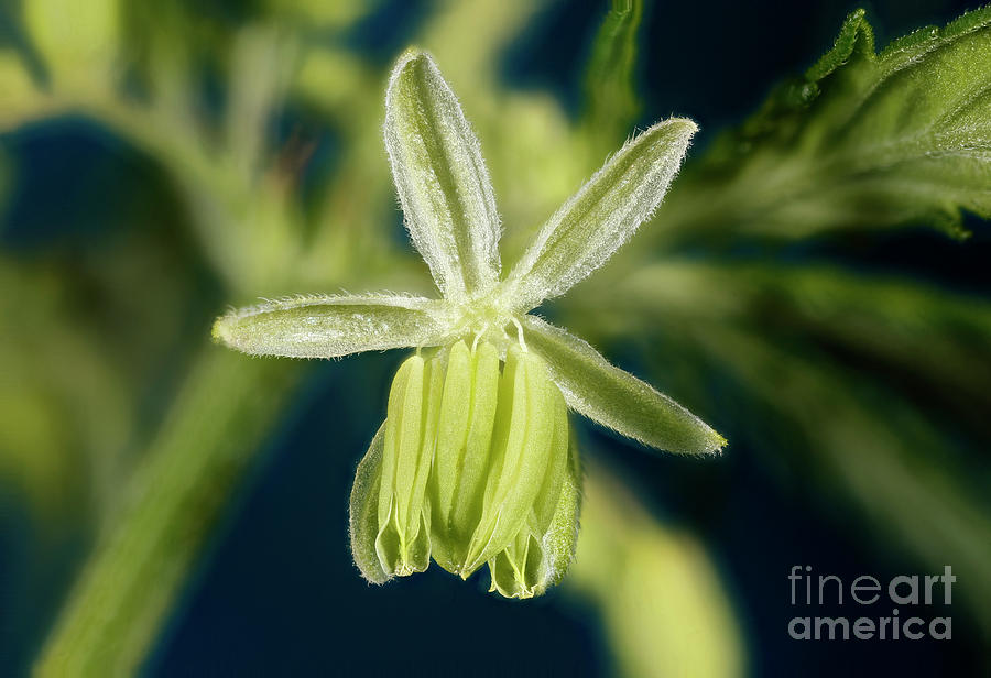 Male Flower of Cannabis Plant #3 Photograph by Ted Kinsman