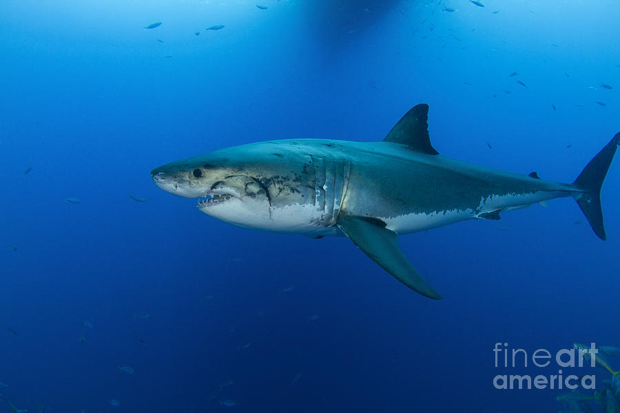 Great White Shark Photograph - Male Great White Shark, Guadalupe #3 by Todd Winner