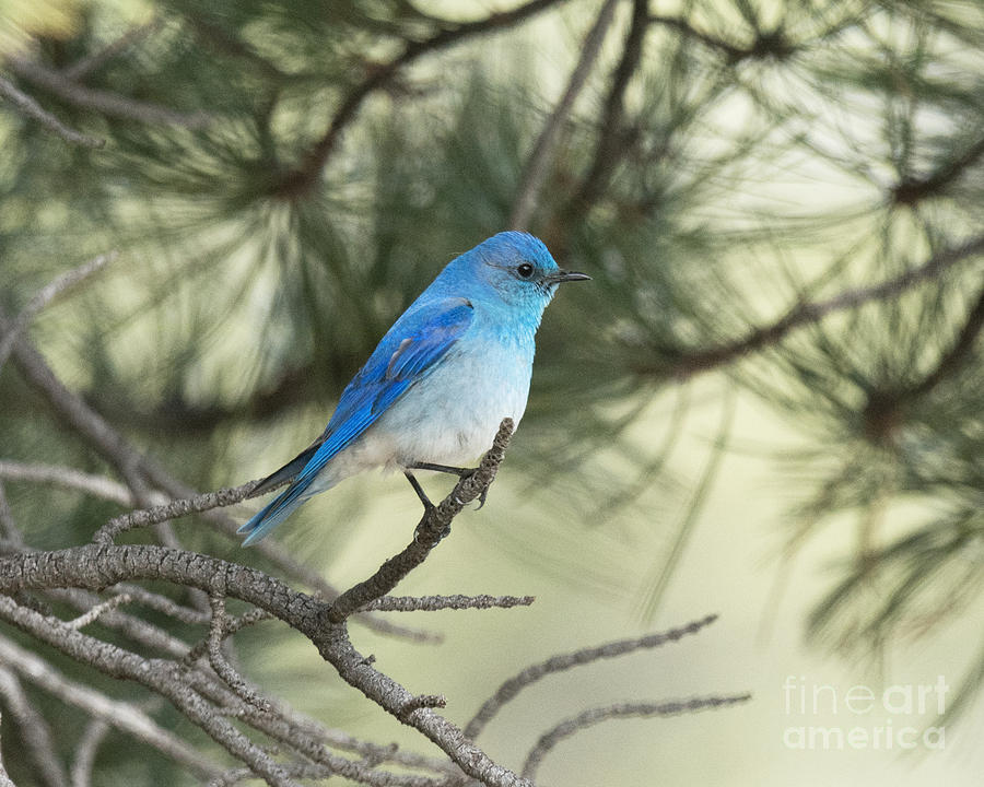 Male Mountain Bluebird Photograph
