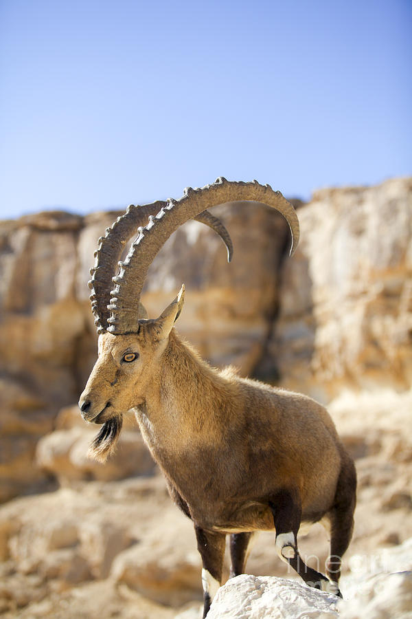 Male Nubian Ibex Capra ibex nubiana #3 Photograph by Gal Eitan