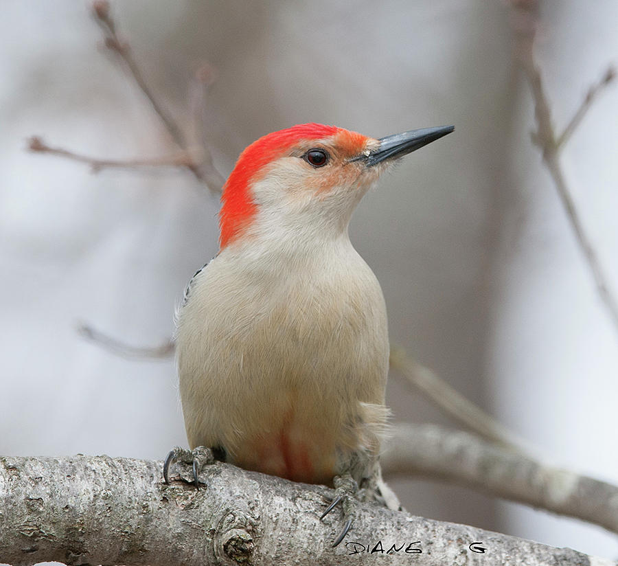 Male Red-bellied Woodpecker #3 Photograph by Diane Giurco
