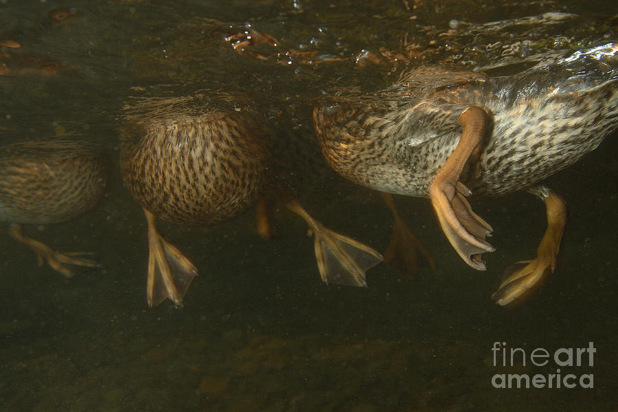 Mallard Ducks Underwater #3 Photograph by Ted Kinsman