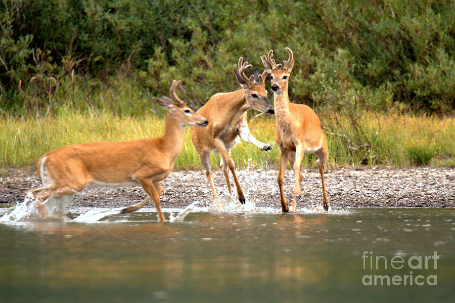 3 Many Glacier Deer Photograph by Adam Jewell