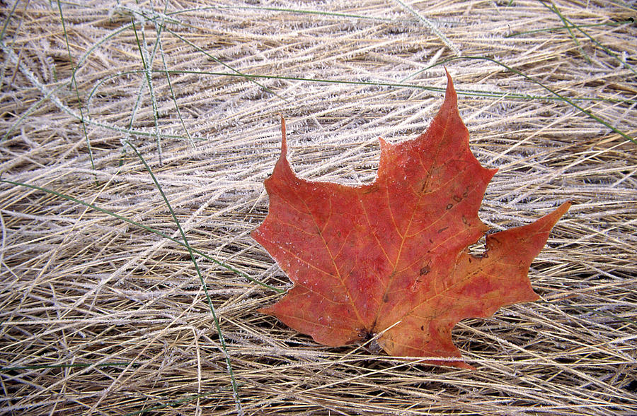 Maple Leaf #3 Photograph by Jim Vance