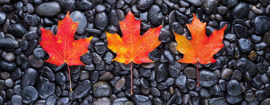 3 Maple Leaves Photograph