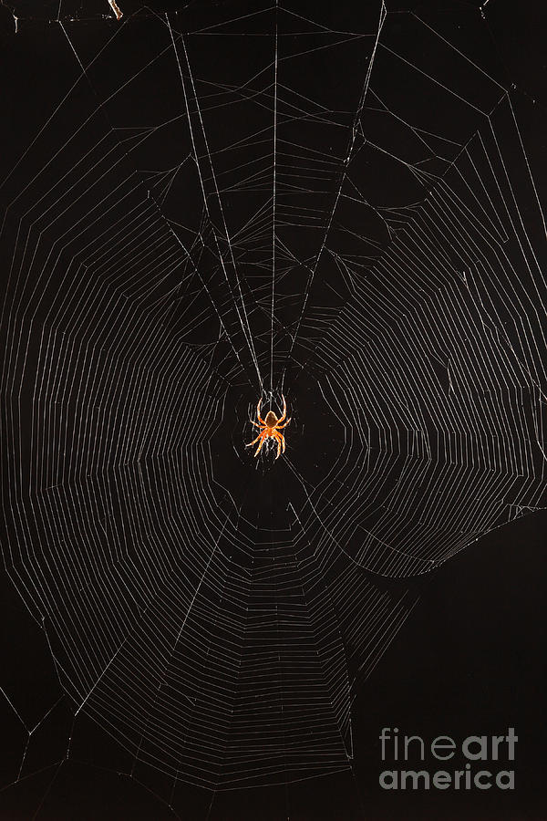 Marbled Orb Weaver Spider #3 Photograph by Ted Kinsman