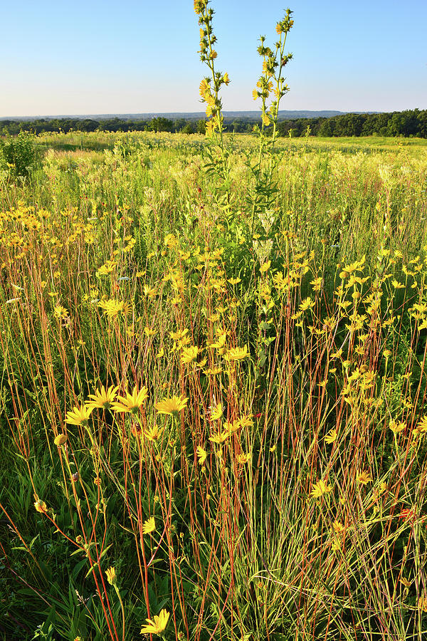 Marengo Ridge Wildflowers #3 Photograph by Ray Mathis