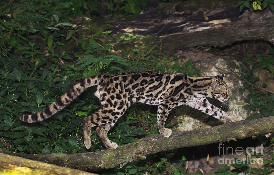 Margay Cat Leopardus Wiedi #3 Photograph by Gerard Lacz