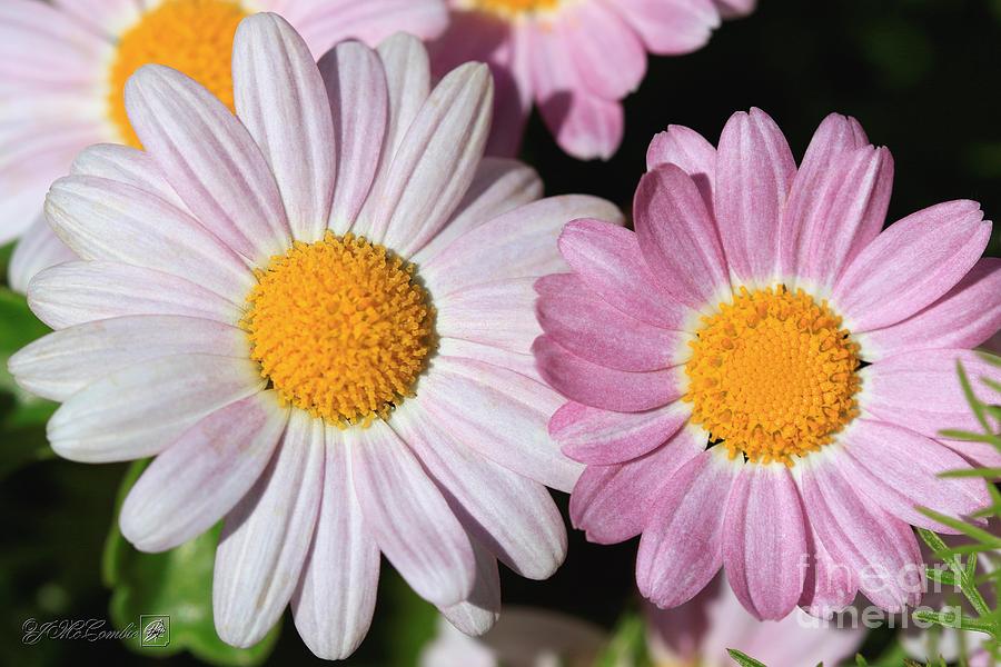Marguerite Daisy named Petite Pink #5 Photograph by J McCombie