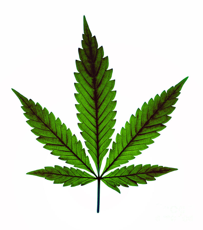 листки марихуаны