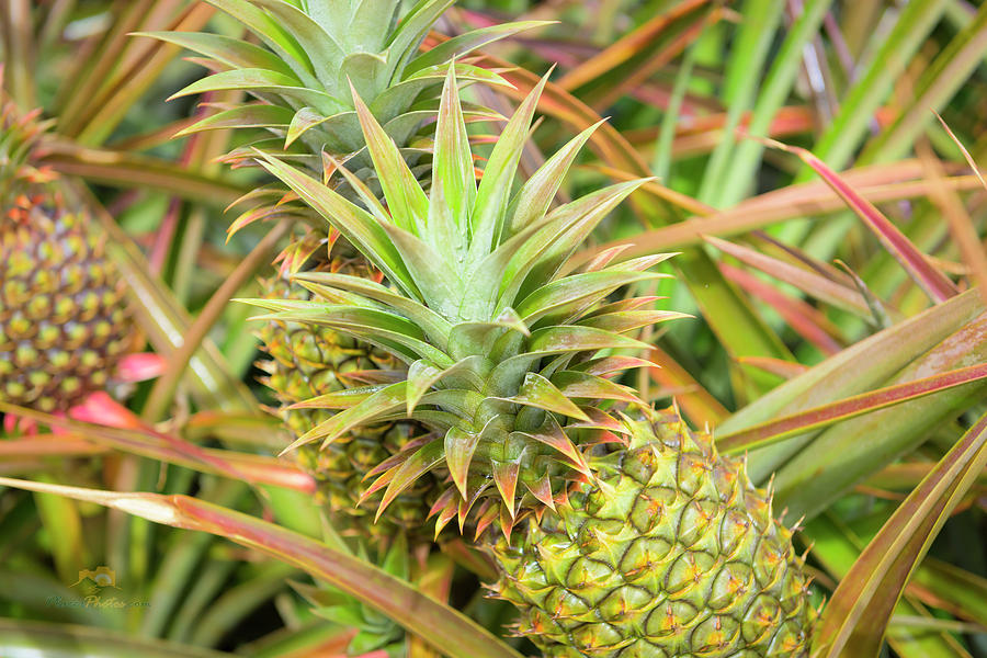 Maui Gold Pineapples #3 Photograph by Jim Thompson