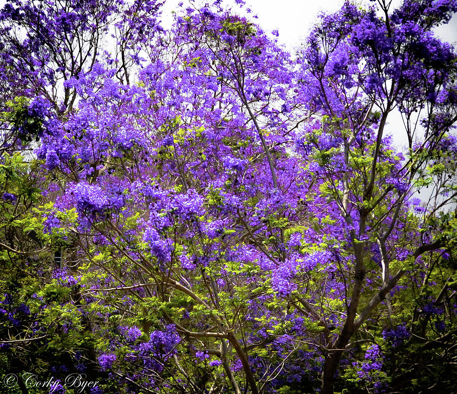 Maui Jacaranda Photograph by Corky Byer - Fine Art America