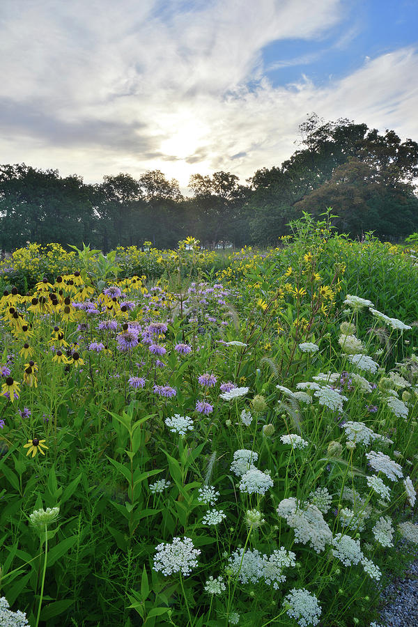 McHenry County Wildflowers #3 Photograph by Ray Mathis