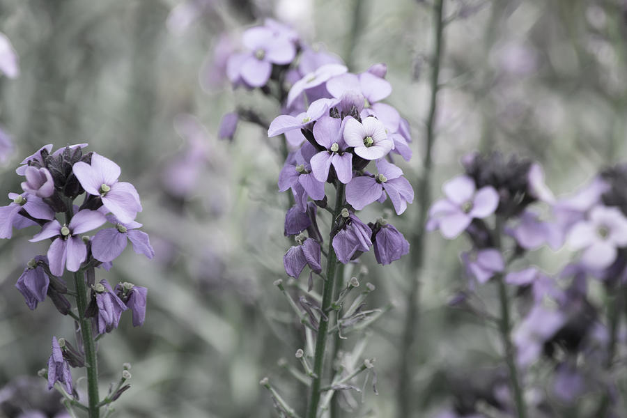 Meadow Sage #3 Photograph by Bonnie Bruno