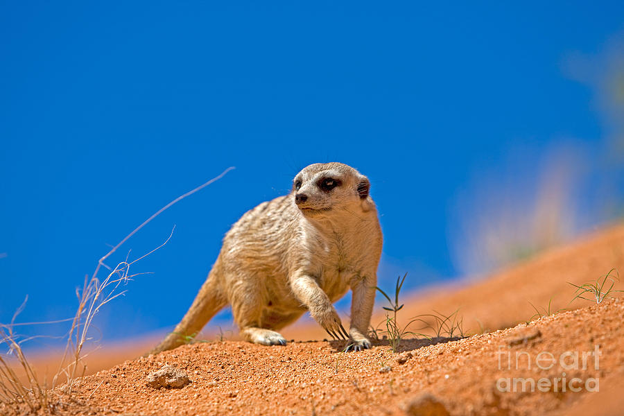 Meerkat Suricata Suricatta #3 Photograph by Gerard Lacz