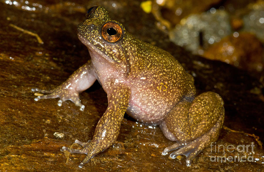Animal Photograph - Mehun Green Frog #3 by Dant Fenolio