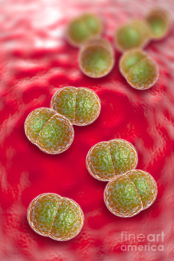 Meningitis Bacteria Infection Photograph By Ezume Images Pixels