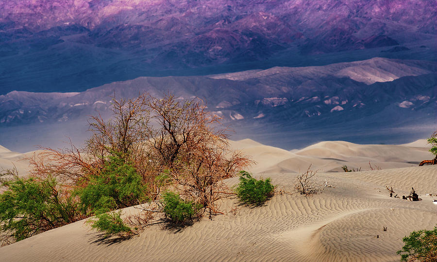 Mesquite Sand Dunes Photograph - Mesquite Sand Dunes #3 by Mike Penney