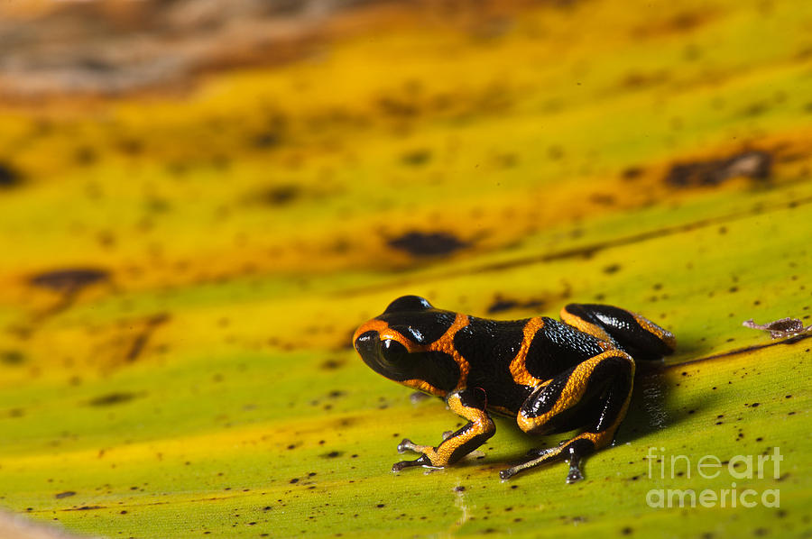Mimic Poison Arrow Frog #3 Photograph by Francesco Tomasinelli