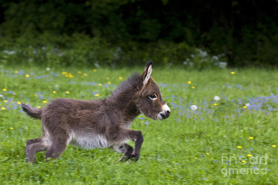 Miniature Donkey Foal #3 Photograph by Jean-Louis Klein & Marie-Luce Hubert