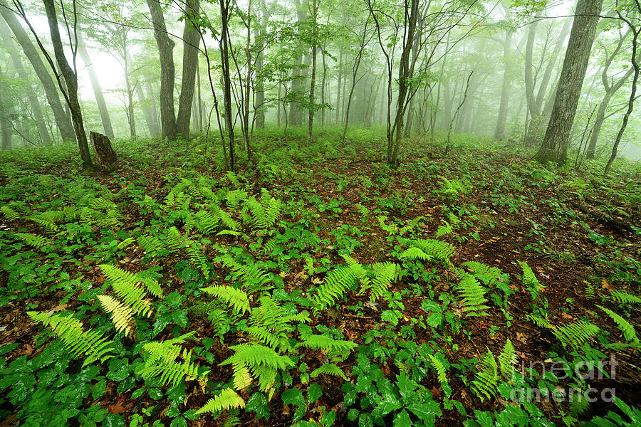 Misty Woods #3 Photograph by Thomas R Fletcher