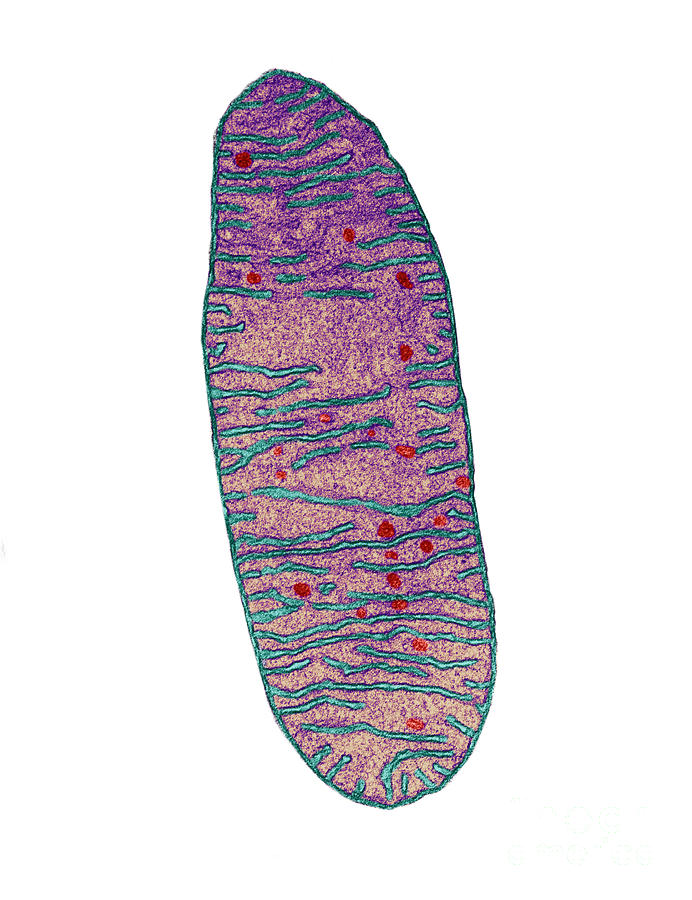 Eukaryote Photograph - Mitochondrion, Tem #3 by Keith R. Porter