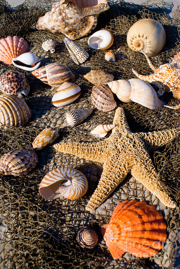 Mix Group of Seashells #3 Photograph by Anthony Totah
