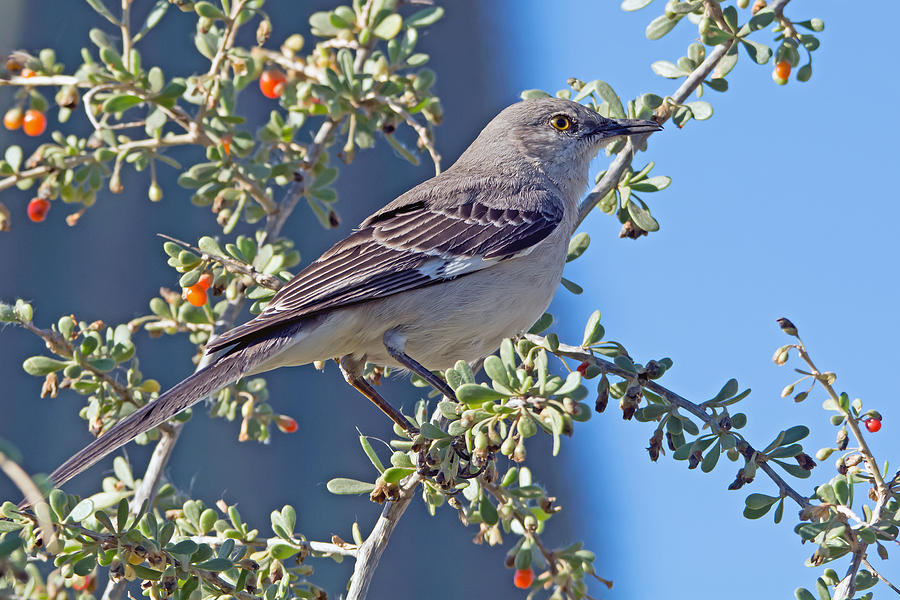 Mockingbird #3 Photograph by Tam Ryan