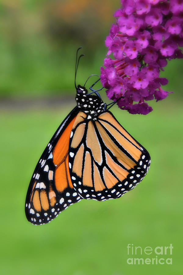 Monarch Butterfly #3 Photograph by Lila Fisher-Wenzel