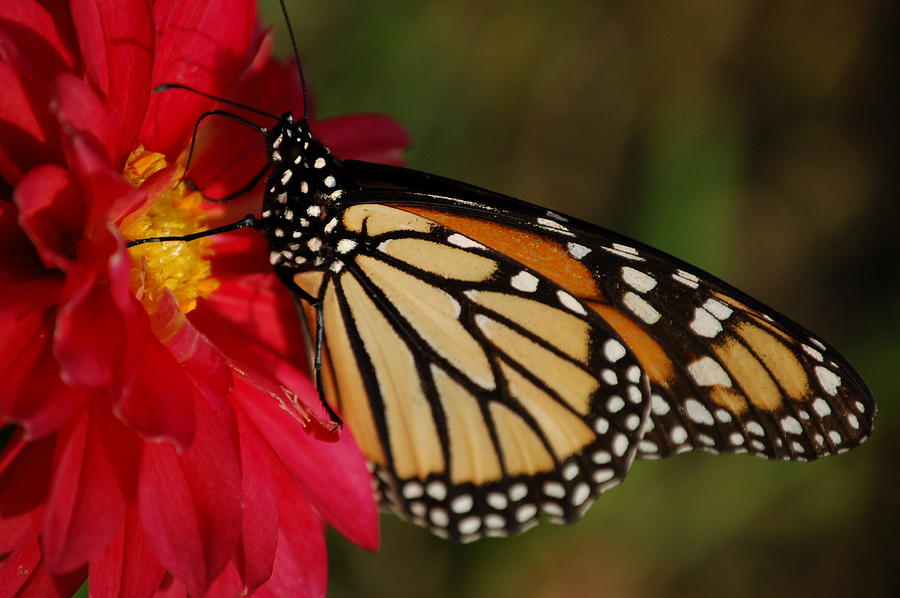 Insects Photograph - Monarch Butterfly #3 by Paul Gavin