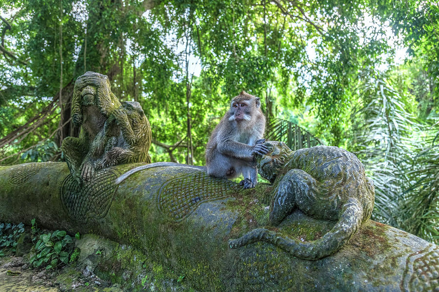 Monkey Forest Ubud - Bali #3 Photograph by Joana Kruse