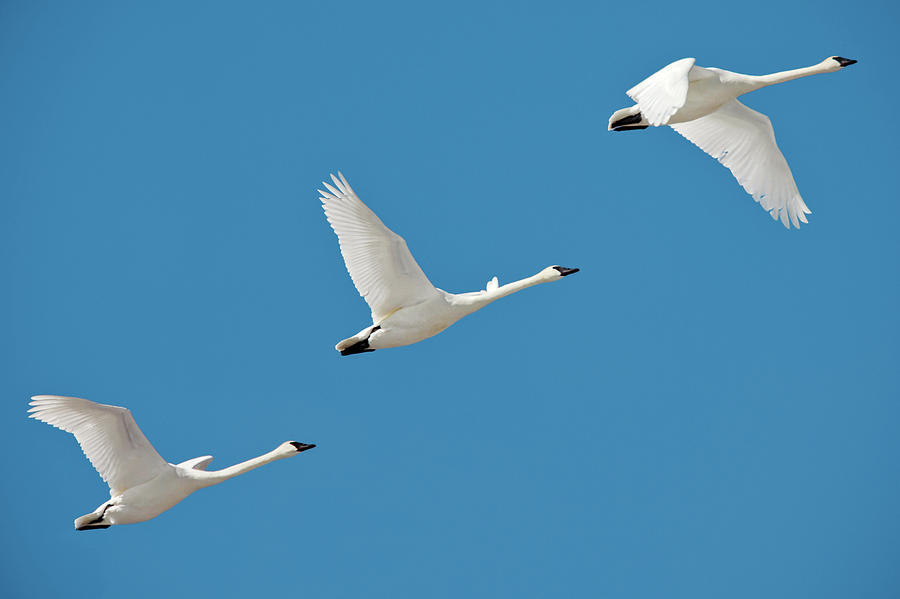 Bird Photograph - 3 Montana Swans by Todd Klassy