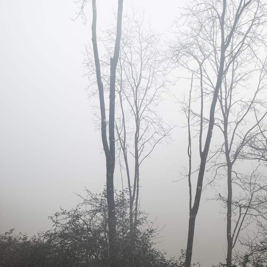 Moody dramatic foggy forest landscape Spring Autumn Fall Photograph by ...