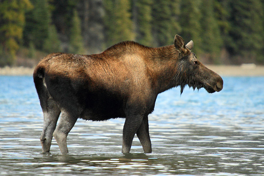 Moose at Maligne lake Jasper #3 Photograph by Pierre Leclerc Photography