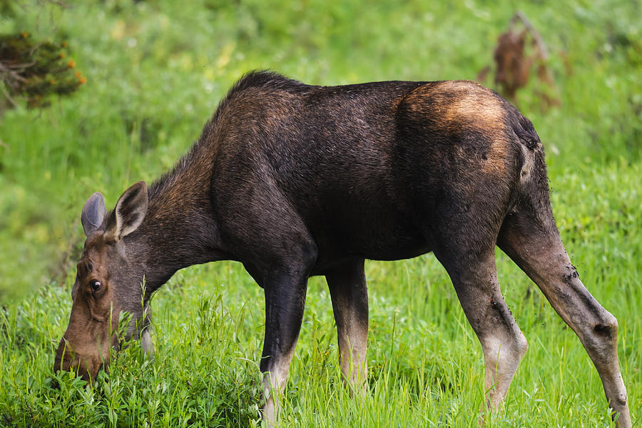 Moose Photograph