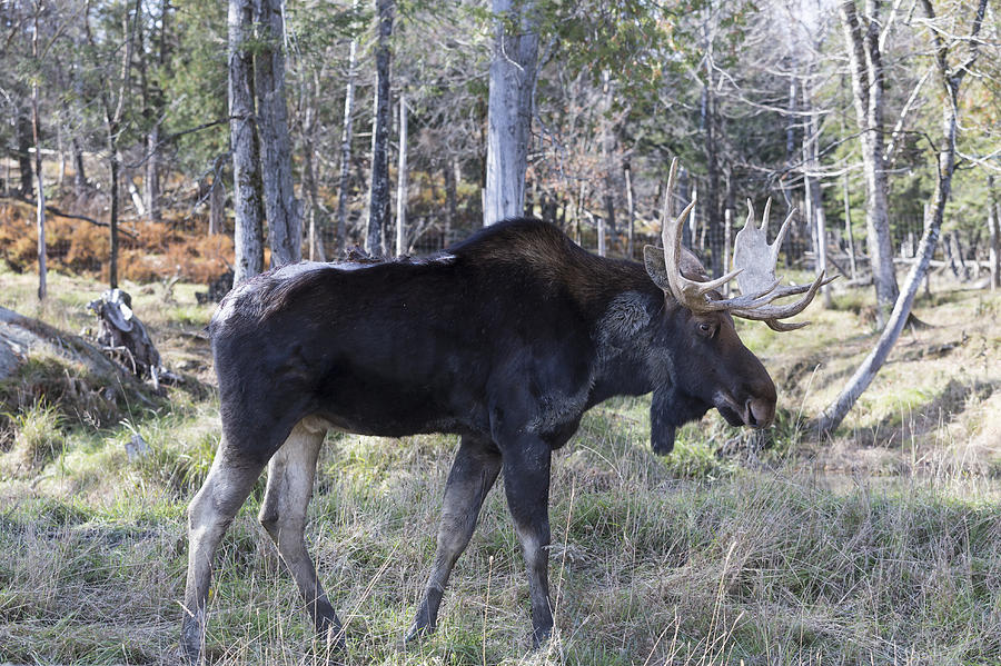 Moose #3 Photograph by Josef Pittner