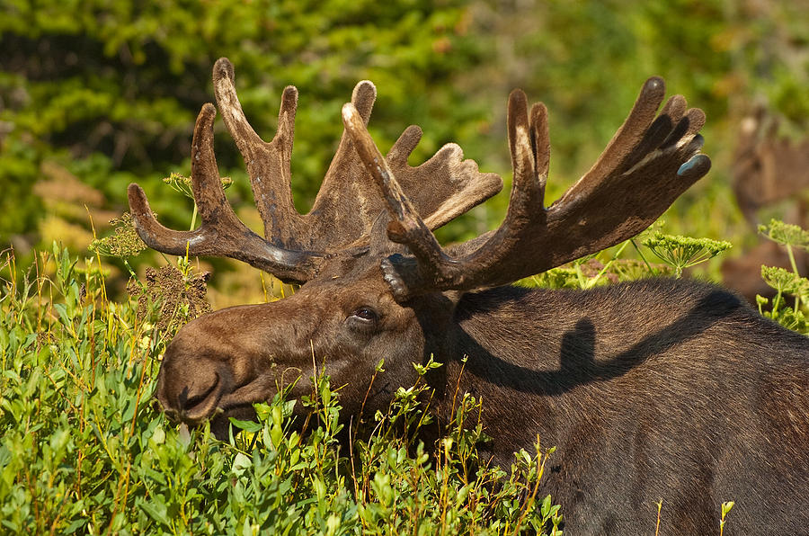 Moose #3 Photograph by Sebastian Musial